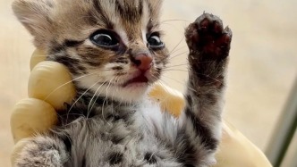 鼎湖西江边这只“小奶猫”，身份不一般！