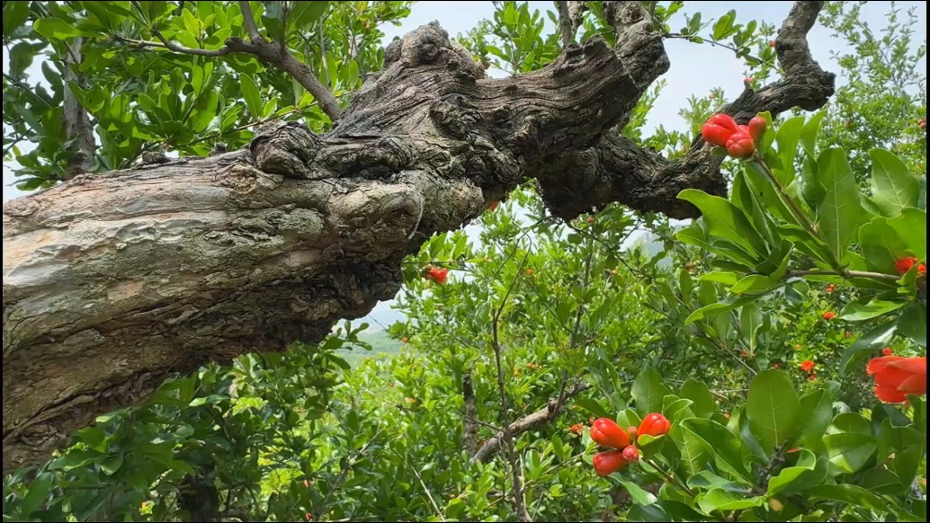 嶧州印象 | 每一個夢，你仍是我心之所系