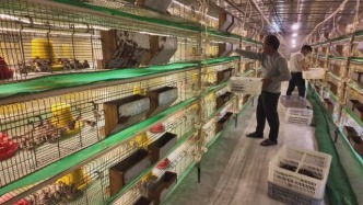 1000萬投入→3000萬年產值！鼎湖與昭平，這波協(xié)作贏麻了