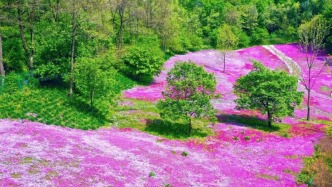 芝櫻開成錦緞，橫道子村“半山花?！崩寺暇€