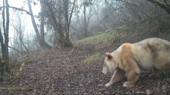 全球唯一野生白色大熊貓，再度現(xiàn)身！