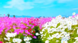 東北人起的花名，主打一個(gè)實(shí)在接地氣，最后一個(gè)花你知道叫什么嗎？