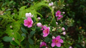 肇慶懷集野生山稔花海美出圈，帶動全村增收！