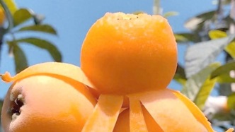 咬開初夏的第一口金黃