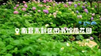 南昌高新区图书馆邂逅浪漫花海