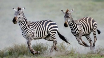 為什么人類馴服了馬，卻始終馴服不了斑馬?｜科學(xué)世界·探索