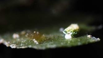 三亚海域拍到罕见物种叶羊海蛞蝓