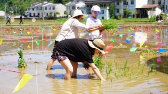 陕南平利：八角农事忙，插秧酒飘香