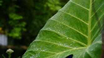 生態(tài)藝術(shù)治療｜聽雨“心巢”：正念聽覺的身心修復(fù)課