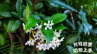 有毒！在上海各个公园大量出现！重要提醒：勿随意采摘、触碰、食用！