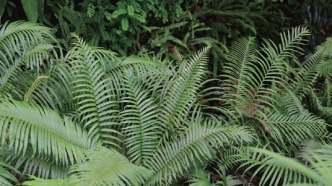 这些植物竟会“挖矿”？解密大自然的“黄金矿工” | 科学世界·探索