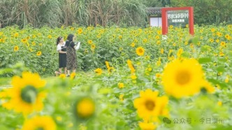 開！爆！了！崇州絕美花海免費(fèi)打卡