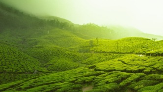抹茶大漲700%，全球爆單的抹茶是怎么突然火的？