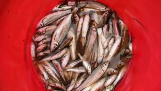 四人“炸魚”，被依法處罰！