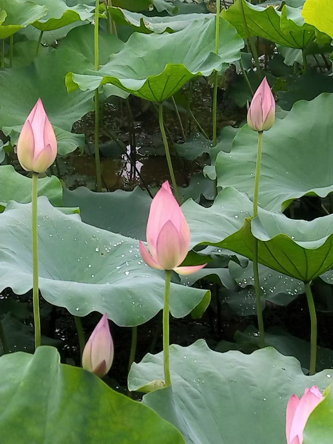 芒种：一场与时间赛跑的盛夏耕耘