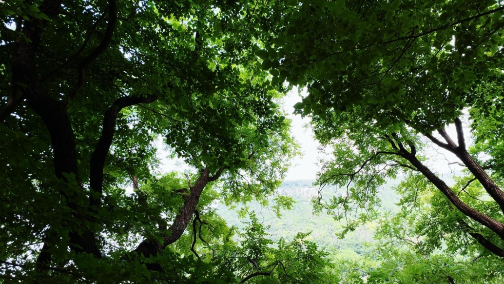 嶧州印象 | 青檀夏日，喧塵漸寂