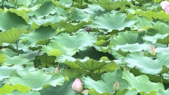 芒種節(jié)氣到，夏意正濃吃什么？