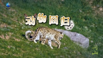 紀(jì)錄片《問山》鏡頭下：距離拉薩城30多公里，雪豹回歸