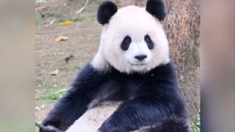 大熊猫黑白分明的毛色，非常优雅又漂亮，又可爱