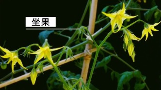 “植物之美”延时摄影系列 · 金玉垂枝