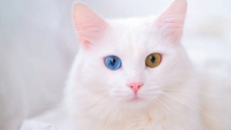 为什么同一窝小猫有不同毛色？ | 科学世界·探索