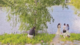 拉薩鳶尾花海呼喚“無(wú)痕賞花”