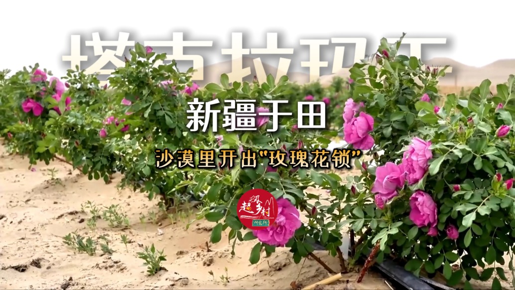 塔克拉玛干沙漠有片玫瑰海悄然绽放了，就在新疆于田