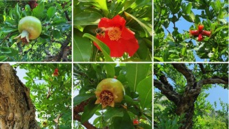 峄州印象 | 榴花悠悠，夏日初长