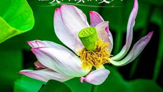 滑县东湖：一池荷香，且听风吟丨河南安阳