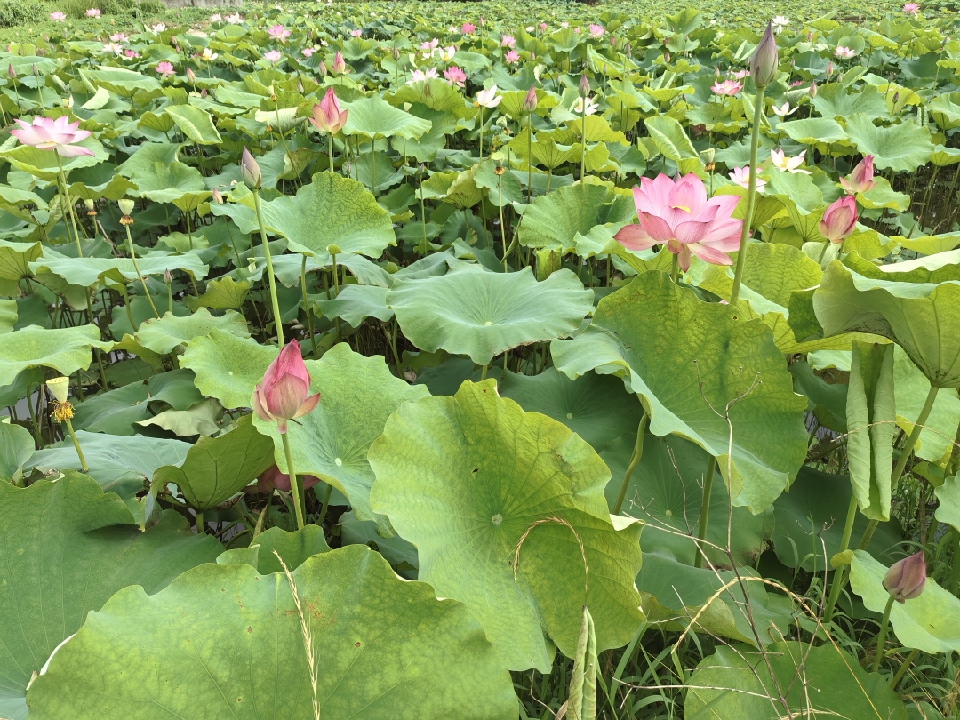 夏至：白昼最长处的古老回声