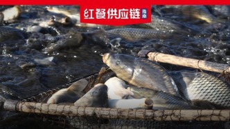 你点的“现杀活鱼”，可能早就被“催眠”了