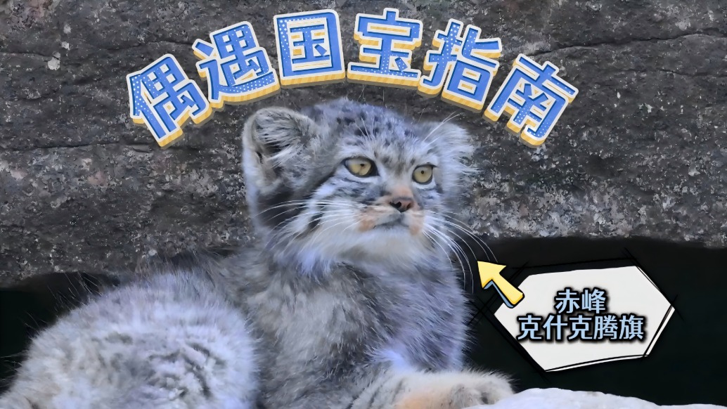 探秘赤峰鲜为外地人知道的“母亲河”，体验野生动物开盲盒