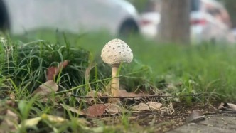 上海梅雨季高发！有毒！小区绿地出现！近期疯狂繁殖，注意提醒身边人远离…