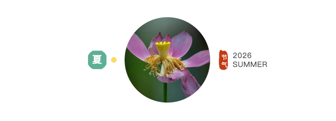 夏荷｜留白处自有视界