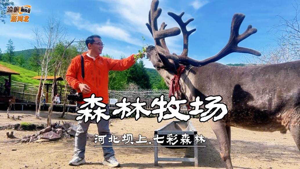 河北坝上避暑游：森林牧场投喂梅花鹿与羊驼，互动拍照超治愈