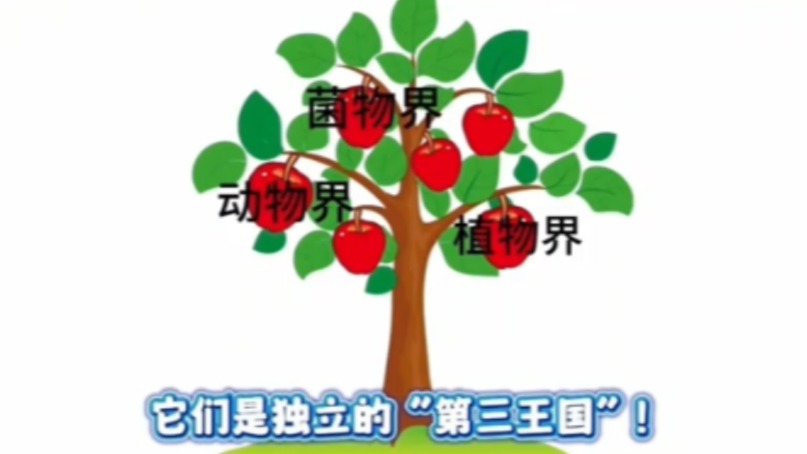 菌物王国:菌物生万物