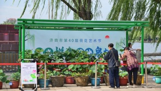 济南市第40届荷花艺术节灿烂启幕！
