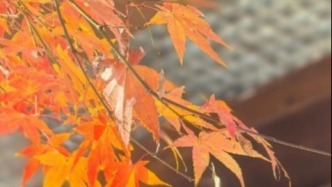生态艺术治疗｜家门口的森林浴：触觉篇