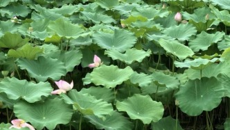 小暑节气到，你该吃些什么？