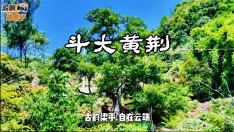 重庆梁平发现一株神奇古树，原本是灌木，竟然长成了参天的乔木