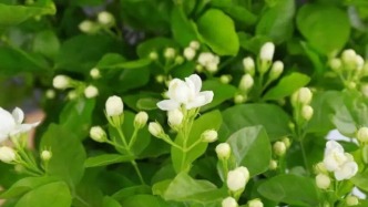 茶咖茉莉花供应链告急，涨超200%，横州花价冲破50元一斤