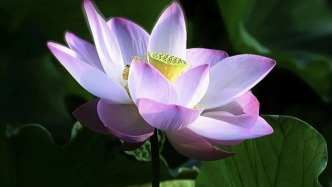 超出片！来南湖寻好运“莲莲”