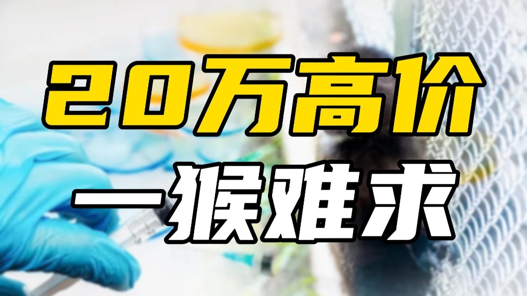 20万买不到一只实验猴，今年猴价为何飙升？