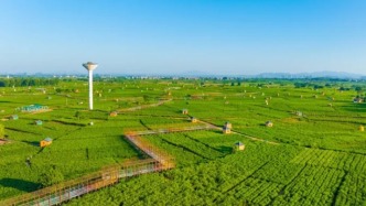 全世界爱喝、爱唱的茉莉花，60%来自广西这座遭受洪灾小城