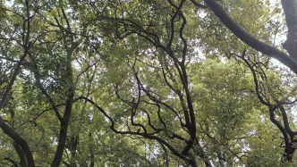 大暑：在溽暑伏天里，读懂古人藏在节气里的生活哲学