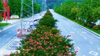 绿美开平｜紫薇繁花满城芳 绿美建设提品质