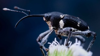 象鼻虫大集合！象甲总科昆虫究竟有多少种奇特造型？ | 科学世界·昆虫与植物