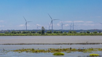 东方白鹳盛夏首现塔城