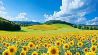 向日葵花海如同金色的织锦，在阳光的照耀下熠熠生辉，绚烂无比。