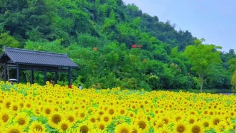 生活中的美，需要用热爱去感知，愿我们每一个平凡的日子里，都有花开的心情，愿生活被